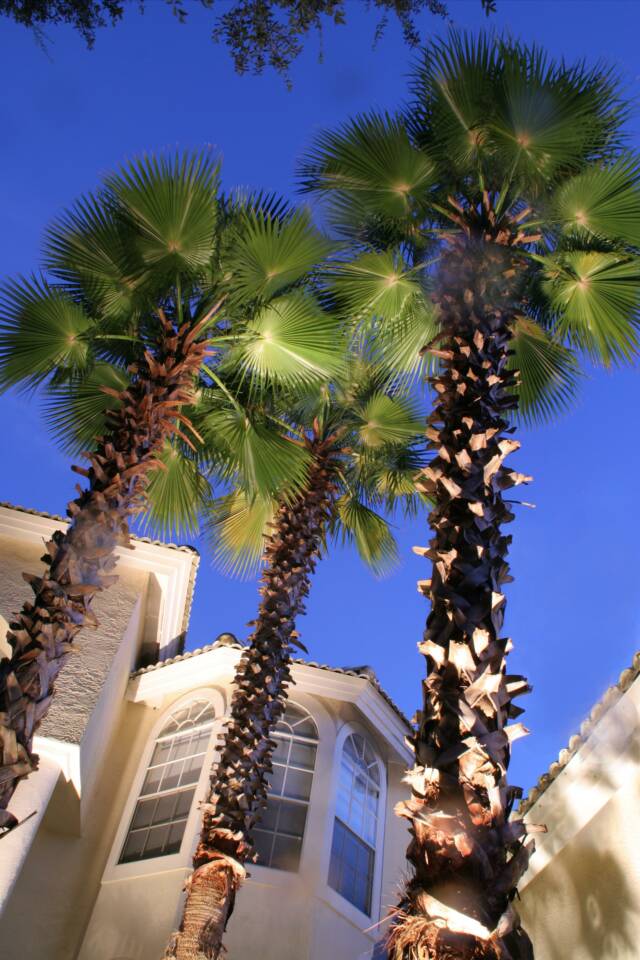 CAST Lighting, Front of home and Palm Tree Lighting from Below