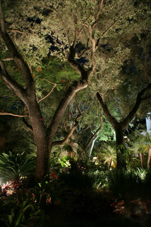 CAST Landscape Lighting. View of trees and plants with gorgeous lighting at night.